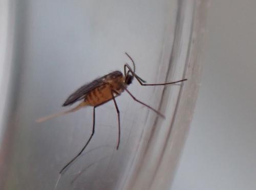 Dasineura odoratae